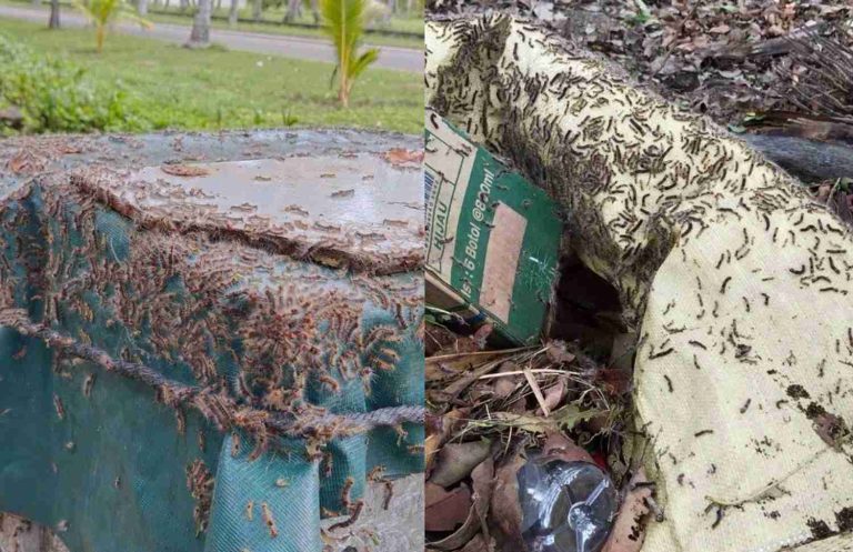 ކާޑެއްދޫ އެއާޕޯޓަށް ކުރިމަތިވެފައިވާ ހުވަނީގެ މައްސަލަ ހައްލުކުރުމަށް ބޭނުންވާ ފަންނީ އެހީތެރިކަން ދީފި