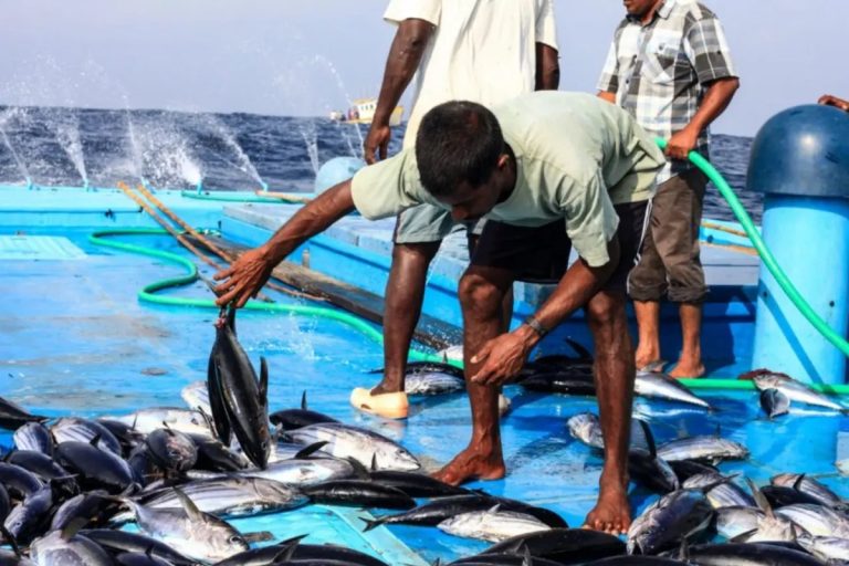މަސްވެރިކަމުގެ ޤައުމީ ދަފުތަރުގައި ރަޖިސްޓްރީވެފައިވާ މަސްވެރިންގެ ތެރެއިން 14 މަސްވެރިއަކަށް ލޯނު ދޫކޮށްފި