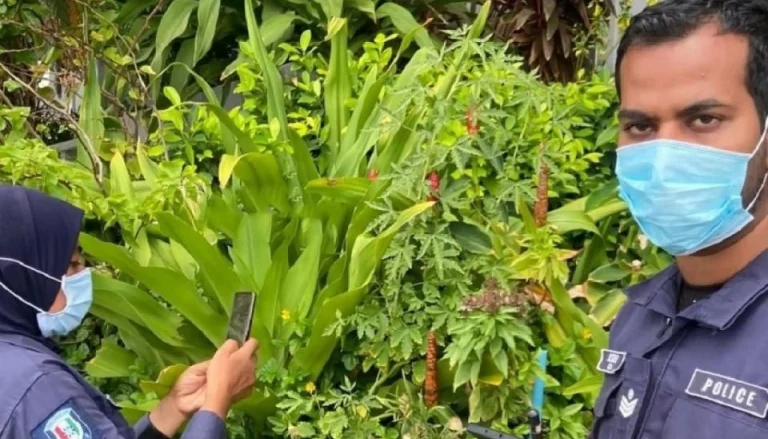ކެނަބިސް ގަސް އިންދައި ޑްރަގު ގެންގުޅުނު މީހަކު 100 އަހަރަށް ޖަލަށް