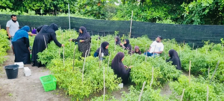 ރޯދަމަހަށް ދަނޑުވެރިންގެ ވަގުތީ މާރުކޭޓެއް ހަދަނީ