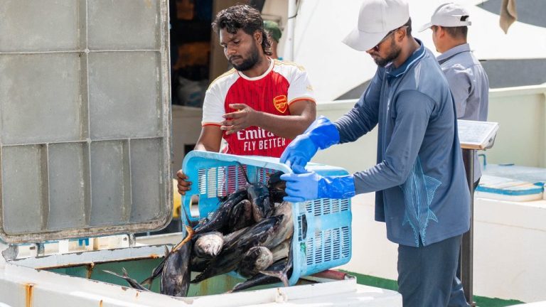 މިދިޔަ މަހު ވެސް މަސްވެރިންނަށް 29 މިލިއަން ރުފިޔާ ދޫކުރި