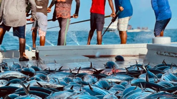 މަސްވެރި