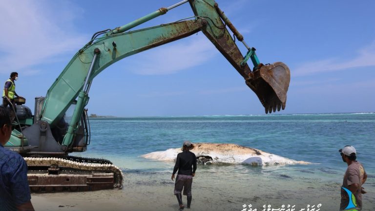 ހއ. ހޯރަފުށީ ފަރުމައްޗަށް ލެއްގި 30 ފޫޓުގެ ބޮޑުމަސް ނަގައި ވަޅުލައިފި