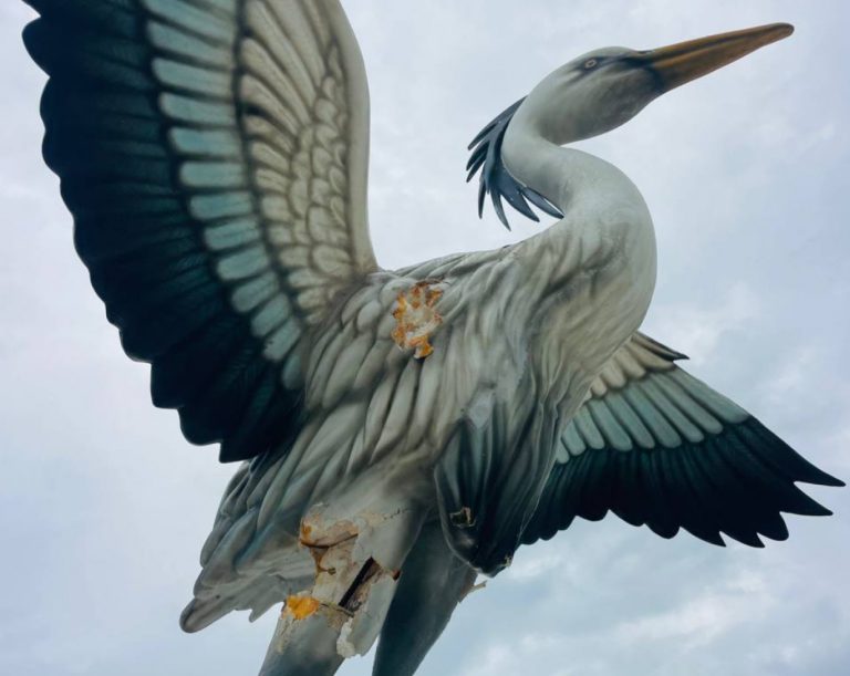 ދިރޭ ތަކެތި ސިފަވާ ގޮތަށް ބިނާތައް ފަރުމާކުރުން ހަރާމް: ފަތުވާ މަޖިލިސް