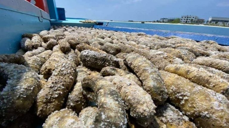 ލަނޑާތަކެއް