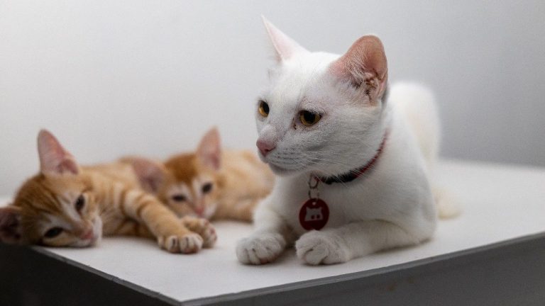 ބުޅާ ފެސިލިޓީ